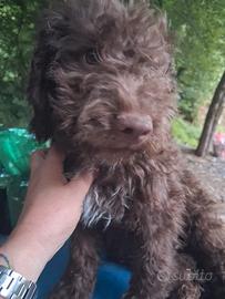 Cane cucciolo LAGOTTO ROMAGNOLO AVVIATO