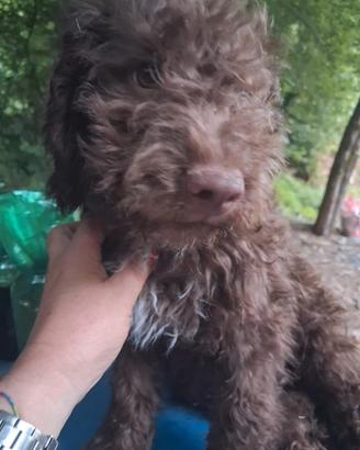 Cane cucciolo LAGOTTO ROMAGNOLO AVVIATO