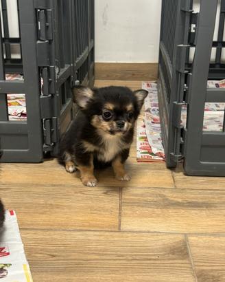 Chihuahua pelo lungo