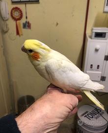 Calopsite allevate a mano