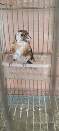 Cardelline mezza taglia balcanica