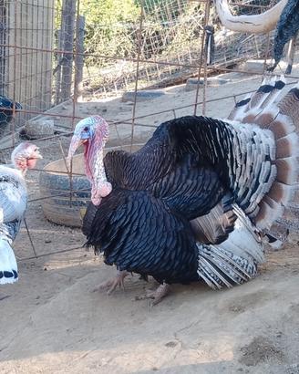 Tacchino
