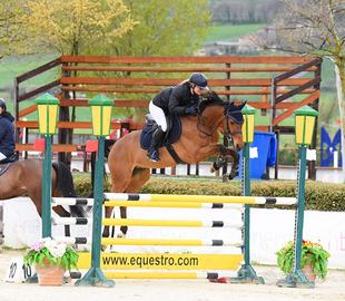 Cavallo da salto ostacoli