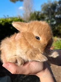 Ariete Nano selezionato