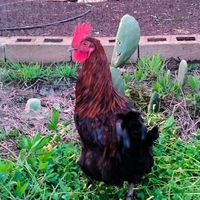 Galli Marans