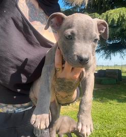 Cucciolo Blue in pronta consegna con Pedigree