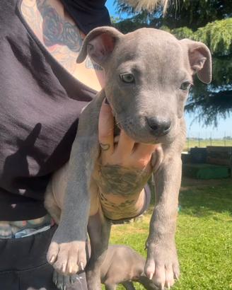 Cucciolo Blue in pronta consegna con Pedigree