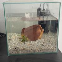 Acquario completo da 10 litri