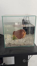 Acquario completo da 10 litri