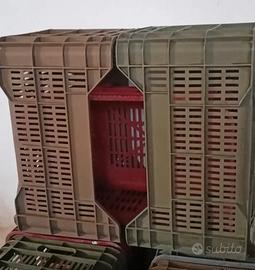 Cassette in plastica per pomodori e uva