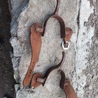 Speroni sud americani