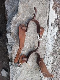 Speroni sud americani