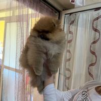 Spitz di pomerania con pedegree