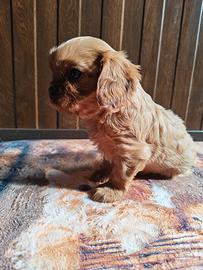 Cavalier king Charles spaniel