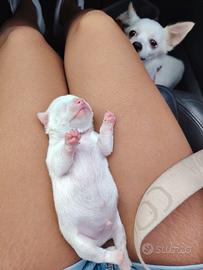 Chihuahua bianco