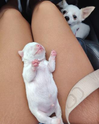 Chihuahua bianco