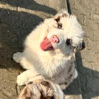 Cucciolo border collie