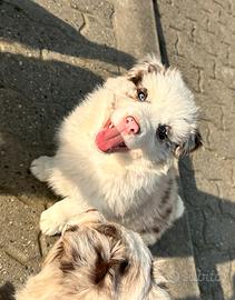 Cucciolo border collie