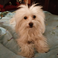 Maltese Toy per cucciolata