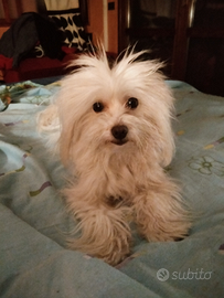 Maltese Toy per cucciolata