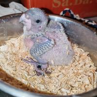 Ultimo pappagallo del Senegal