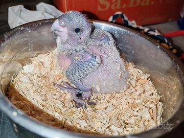 Ultimo pappagallo del Senegal