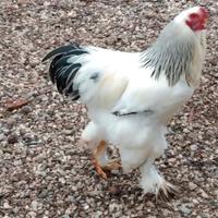 Galli Brahma 8 mesi