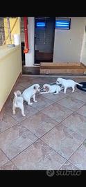 Cani setter inglesi per beccaccia