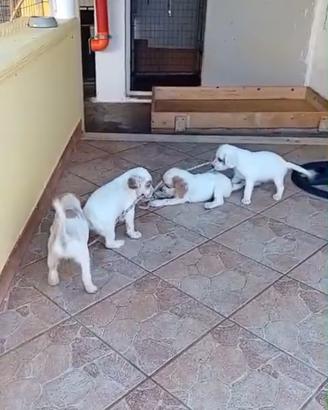 Cani setter inglesi per beccaccia