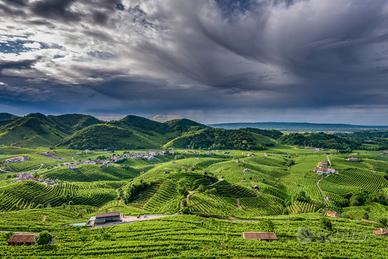 Vigneto Prosecco