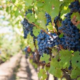 Uva da vino Rossa e Bianca
