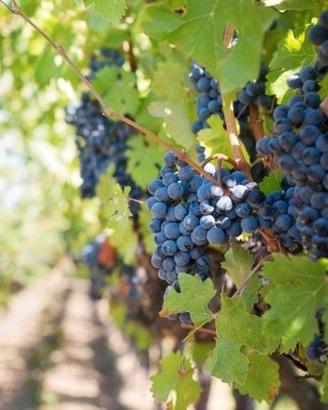 Uva da vino Rossa e Bianca