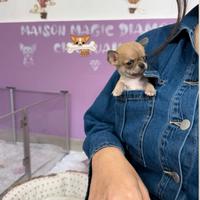 Chihuahua
