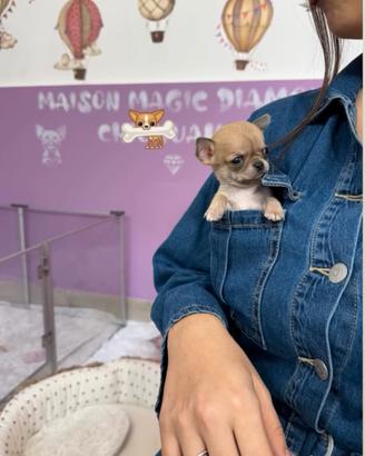 Chihuahua