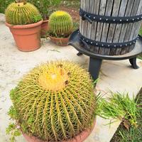 Echinocactus Grusoni Cactus cuscino della suocera