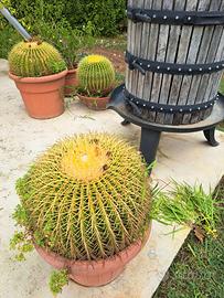 Echinocactus Grusoni Cactus cuscino della suocera