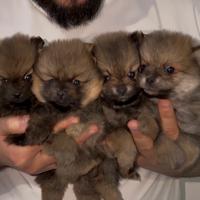 Spitz Pomerania mini toy