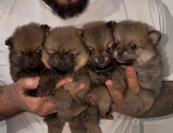 Spitz Pomerania mini toy