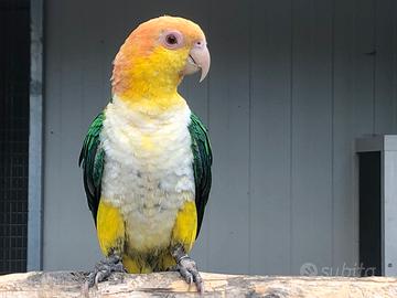 Caicco testa arancio