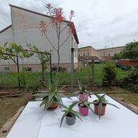 piante aloe saponarie