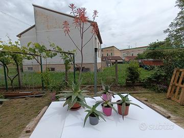 piante aloe saponarie