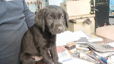 Cucciolo labrador maschio nero 60 gg