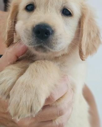 Ultima cucciola golden retriever