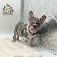 Super maschietto bulldog francese Lilac merle
