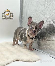 Super maschietto bulldog francese Lilac merle