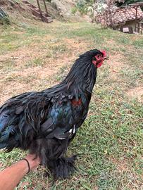 Galline ornamentali
