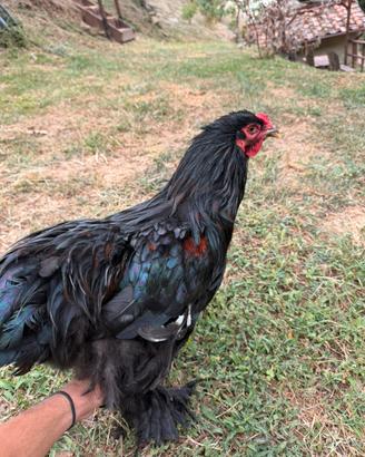 Galline ornamentali