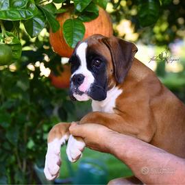 Boxer Cuccioli