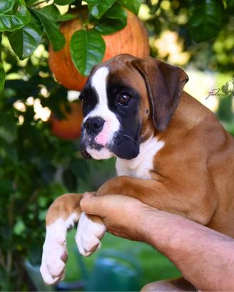 Boxer Cuccioli