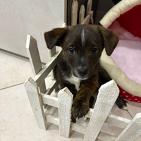 Cucciolo di cane femmina